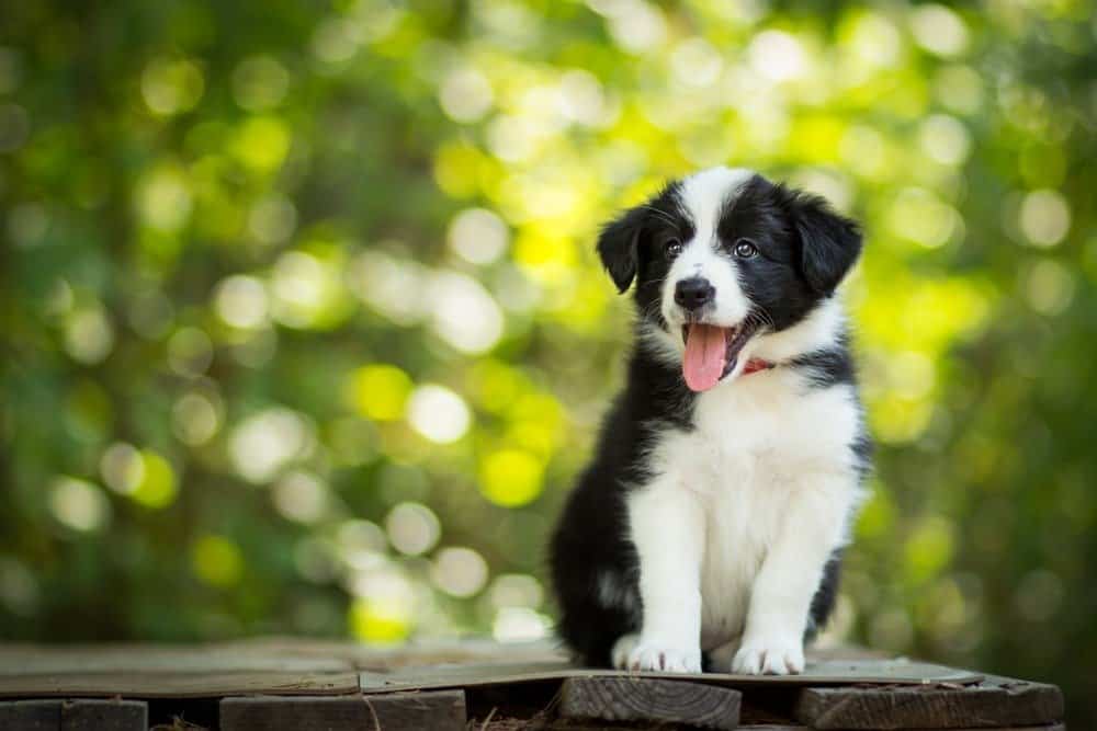 Amazing portrait of healthy and happy black and white border collie puppy