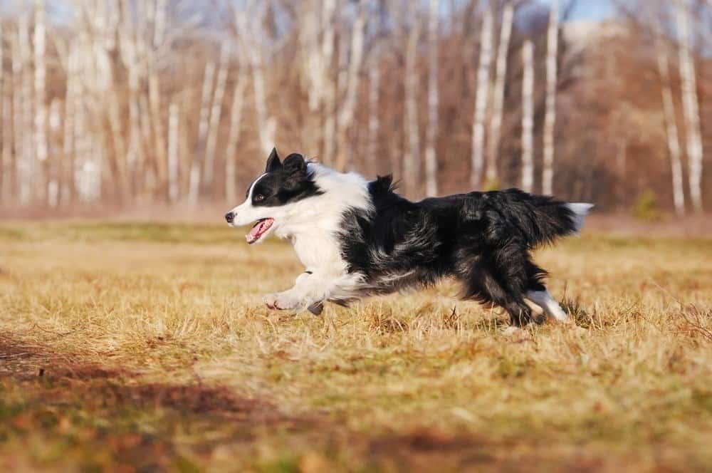 Border Collie on autumn walk