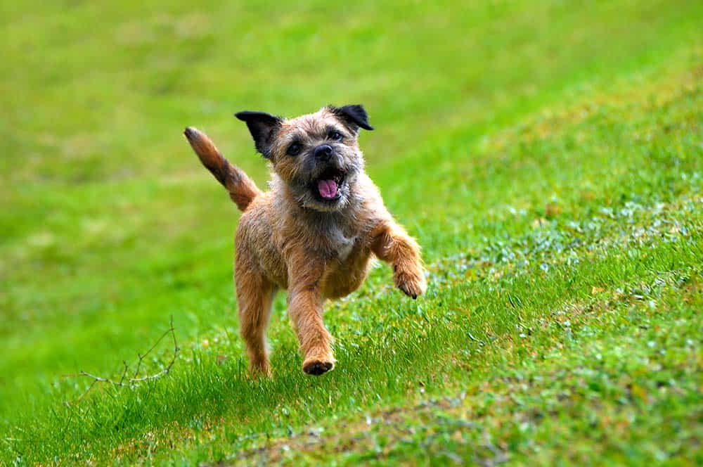 A border terrier running through the grass with its tongue out.