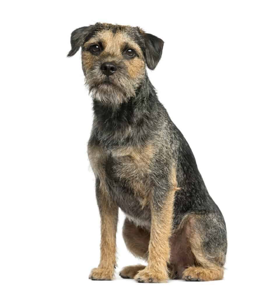 Large shop border terrier