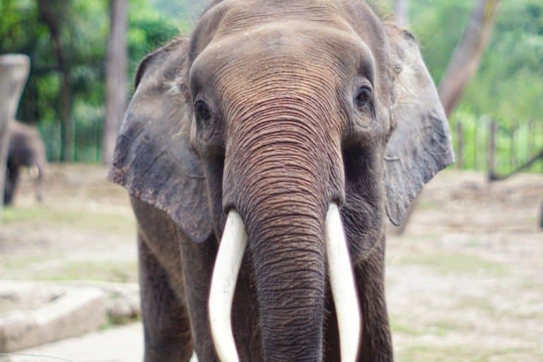 Borneo Elephant with white tusks