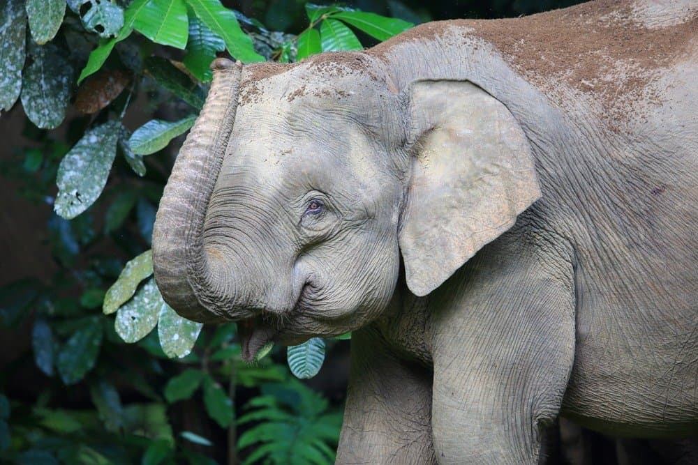 An elephant eating leaves.