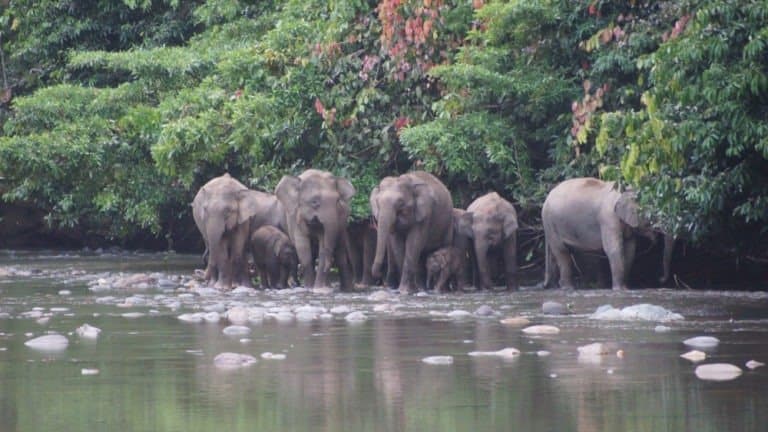 Herd of Borneo elephants