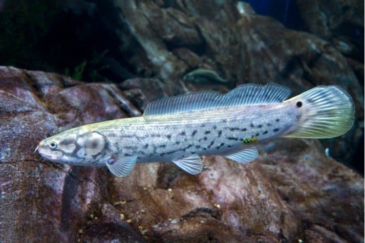 Bowfin swimming just above riverbed