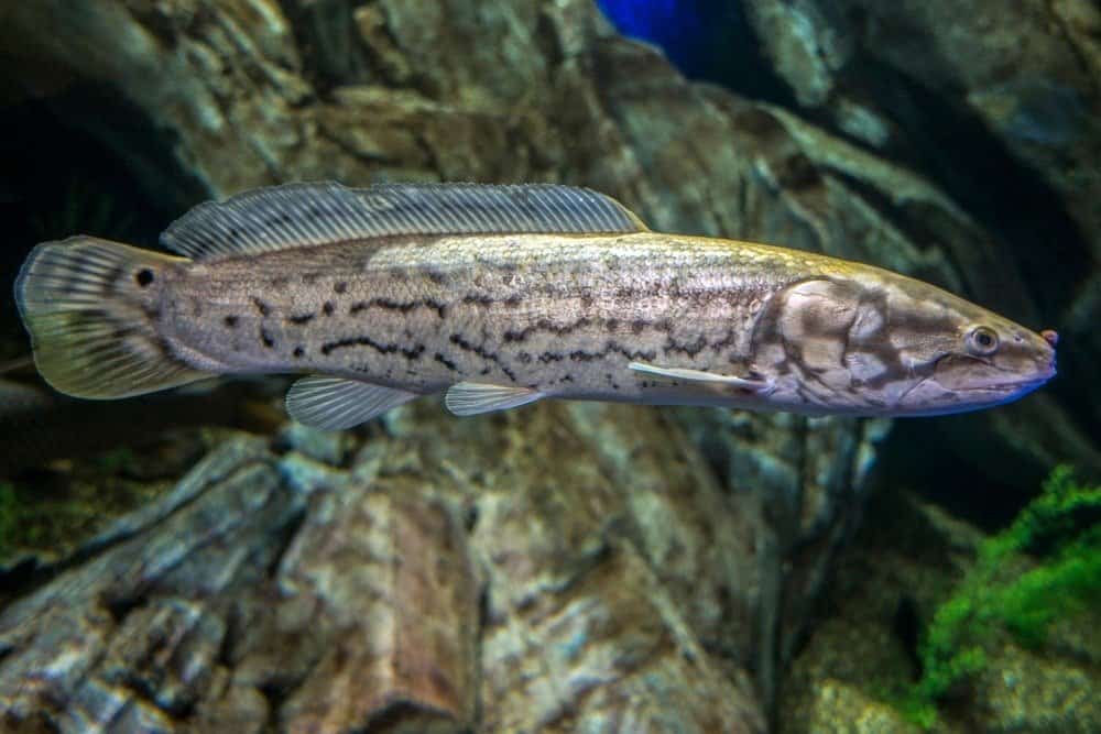 Bowfin swimming just above riverbed