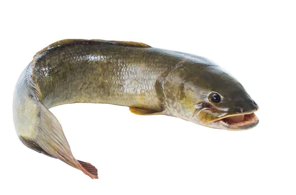 Bowfin isolated on white background