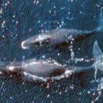 Bowhead Whale