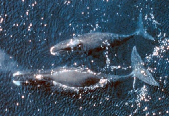 Two bowhead whales