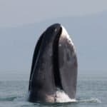 Bowhead Whale