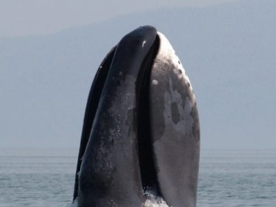 A Bowhead Whale