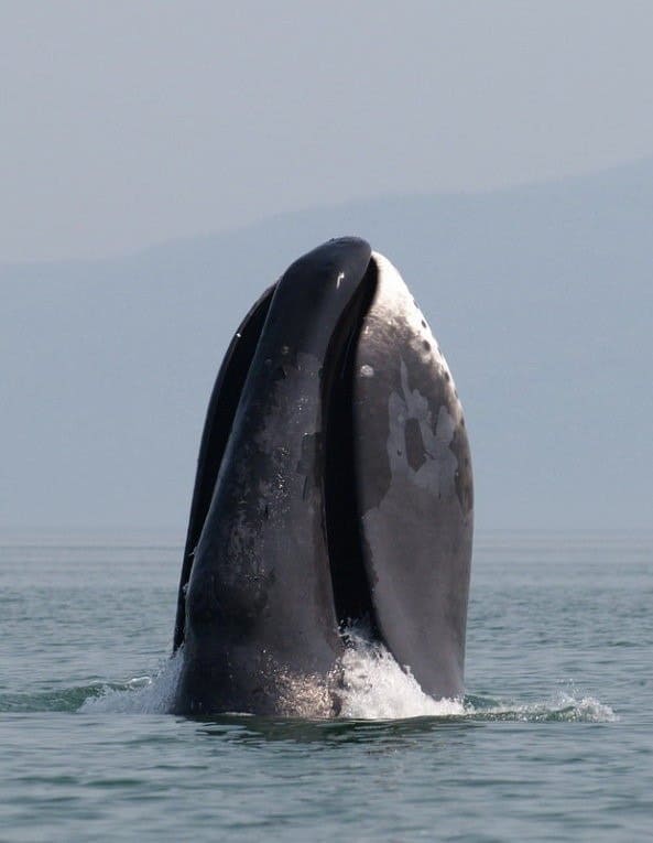 Una ballena de Groenlandia irrumpe en la costa del Mar occidental de Ojotsk.