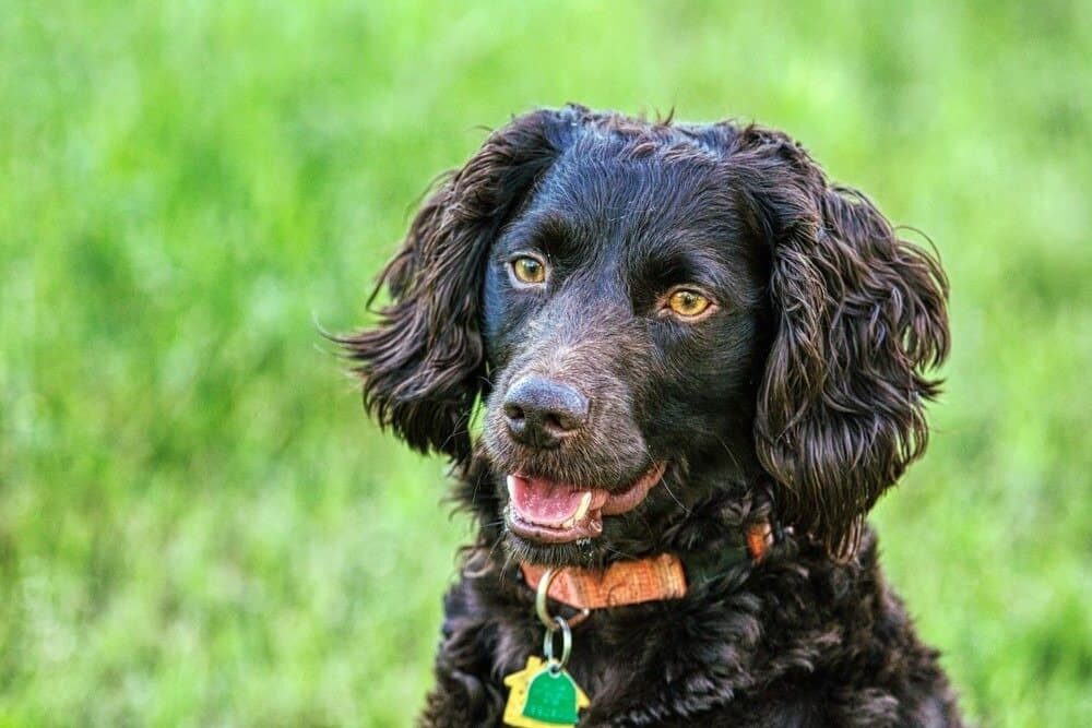 Boykin Spaniel Happy Face