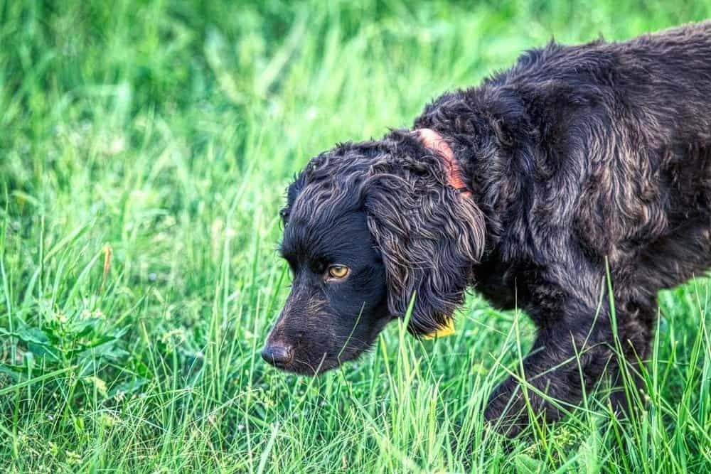 Boykin Spaniel Looking in Green Grass