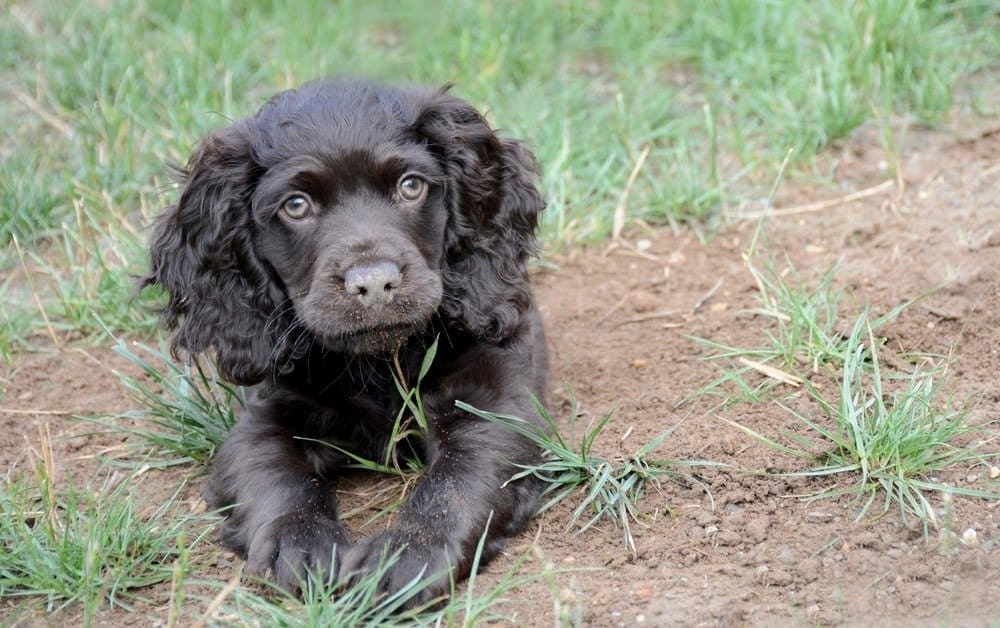 Boykin Spaniel puppy lying in grass