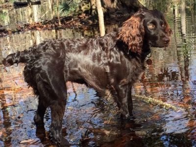 Boykin Spaniel Dog Breed Complete Guide Az Animals