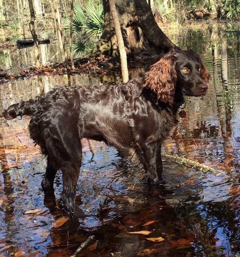 Boykin Spaniel retrieving