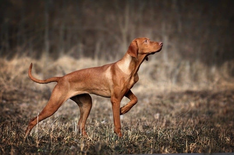 Brown pointer dog pointing its nose while hunting