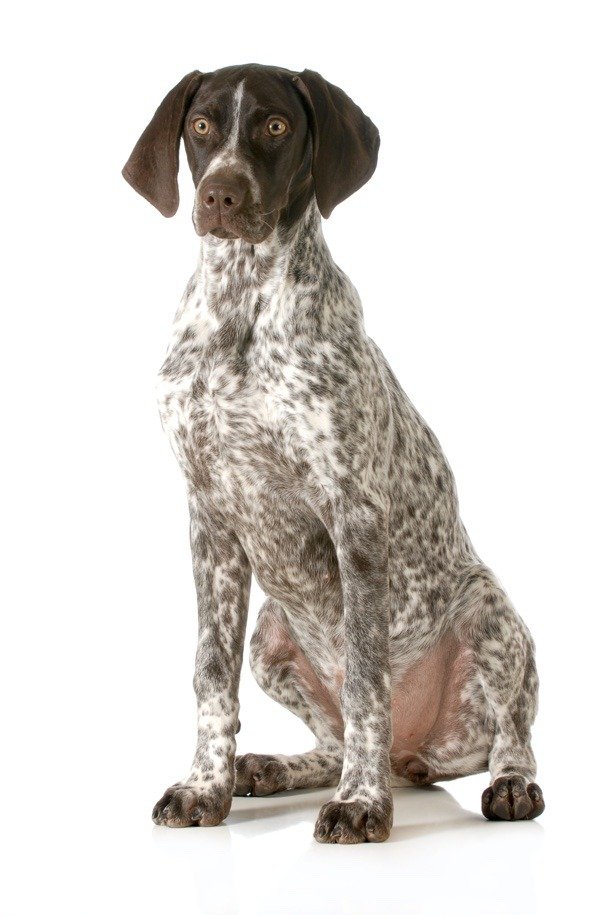 Brown and white pointer on isolated background
