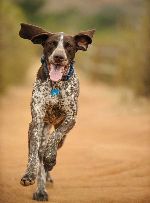 Brown and white pointer running