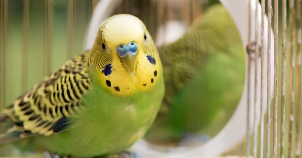 Green budgerigar parrot close up sits on cage near the mirror. Cute green budgie.