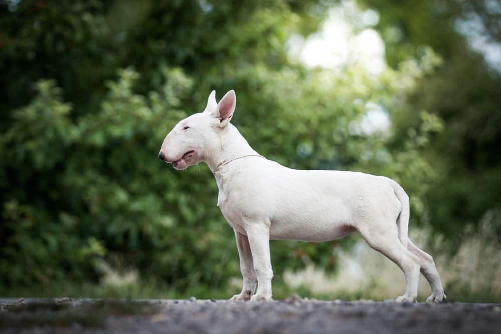 White bull terrier side shot