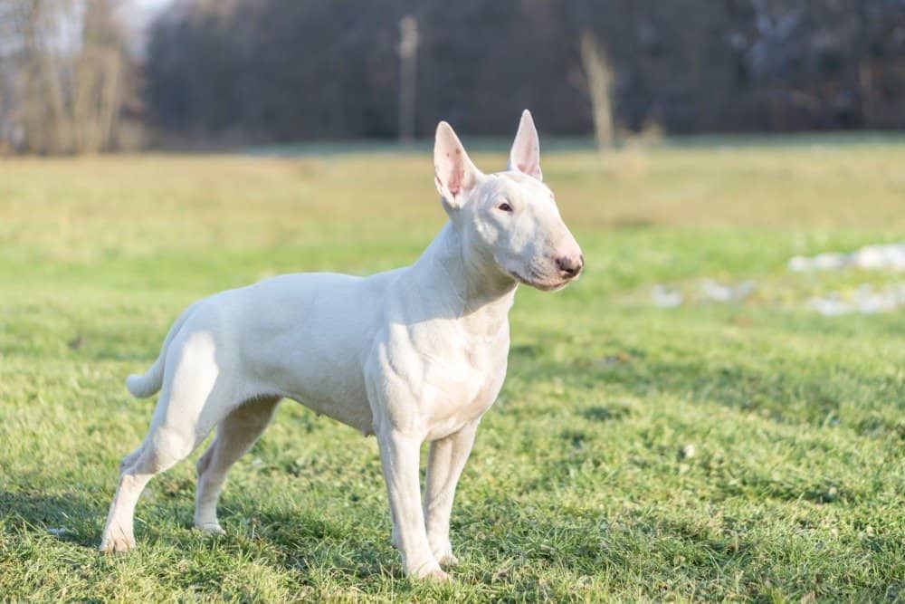 White bull terrier in grass