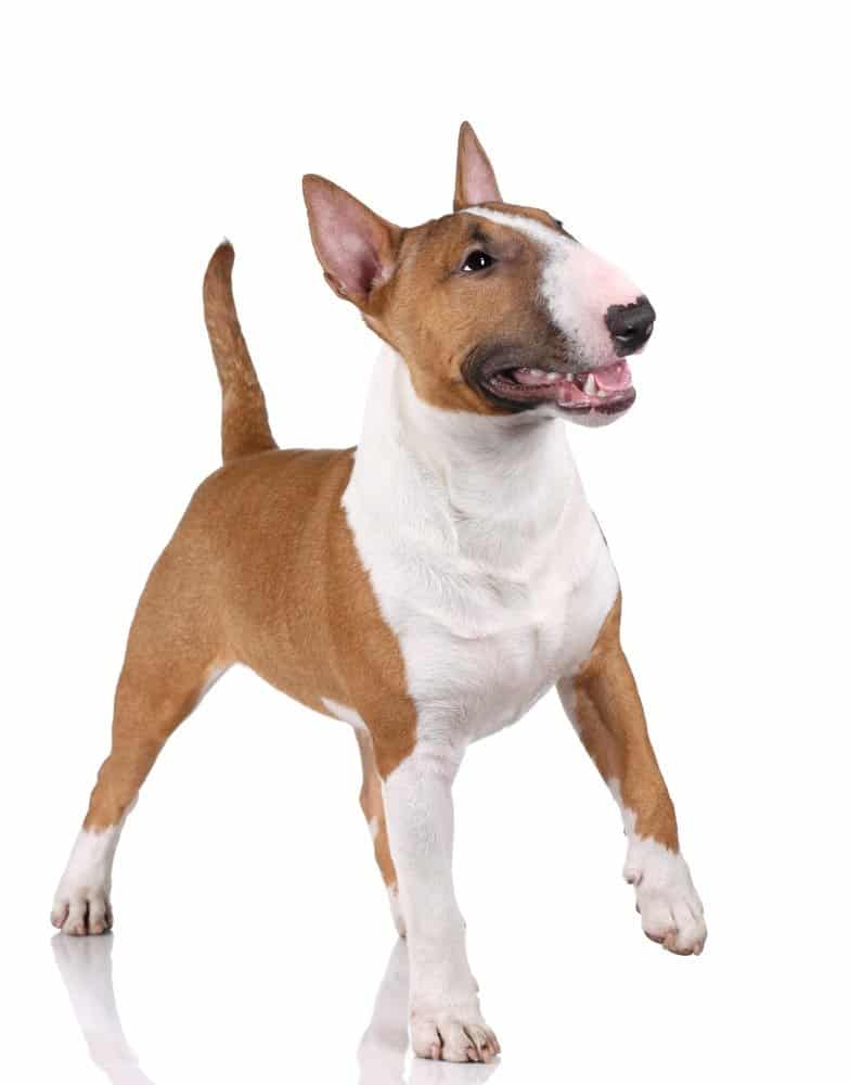 Bull terrier isolated on a white background