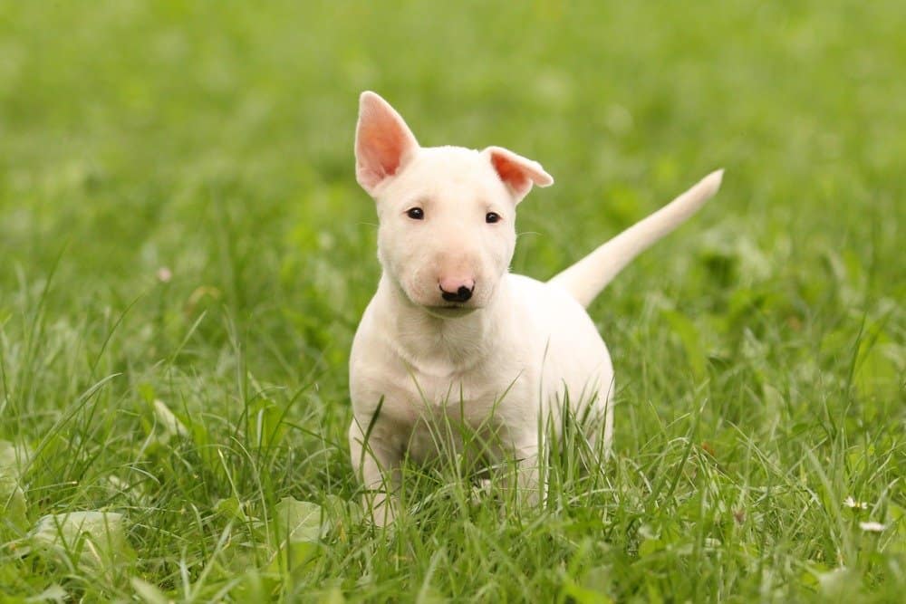 White bull terrier puppy