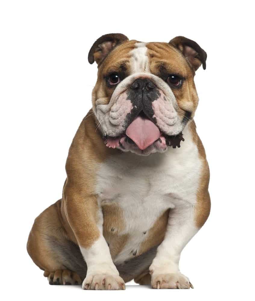 muscular english bulldogs