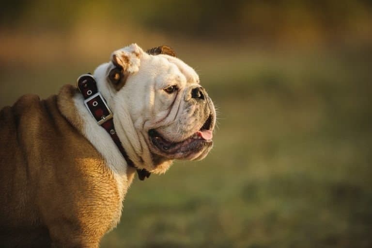 English Bulldog head shot with natural background