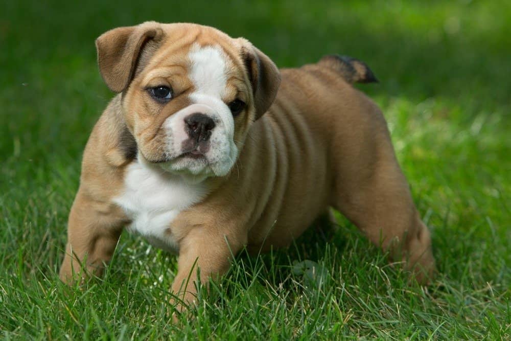 Black british best sale bulldog puppies