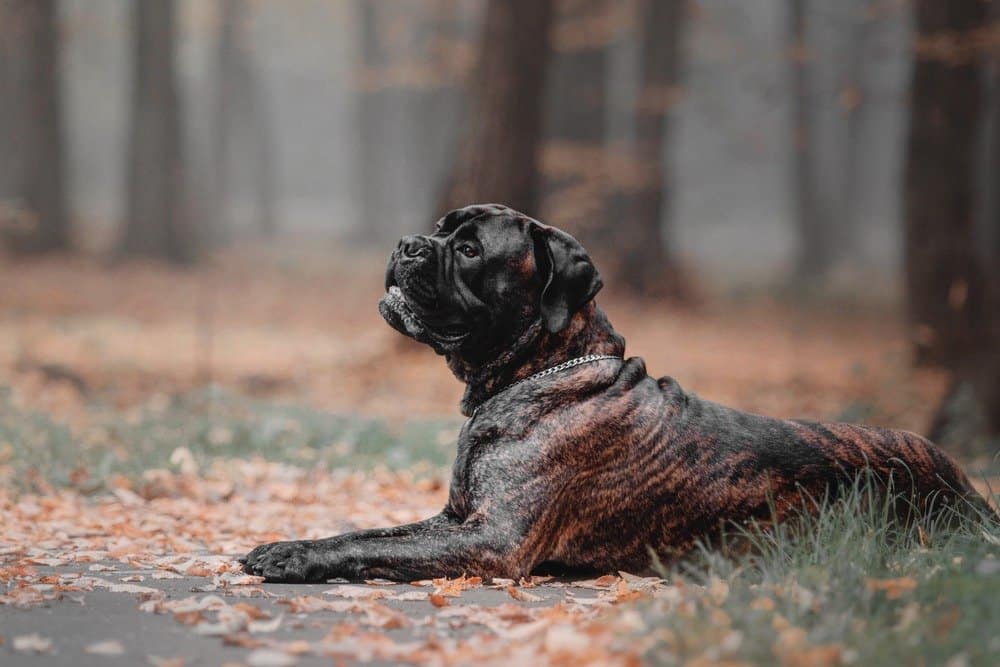 Brown and black Bullmastiff