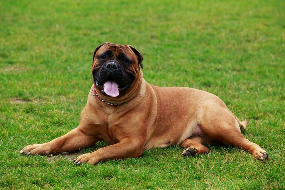Bullmastiff laying down with its tongue out