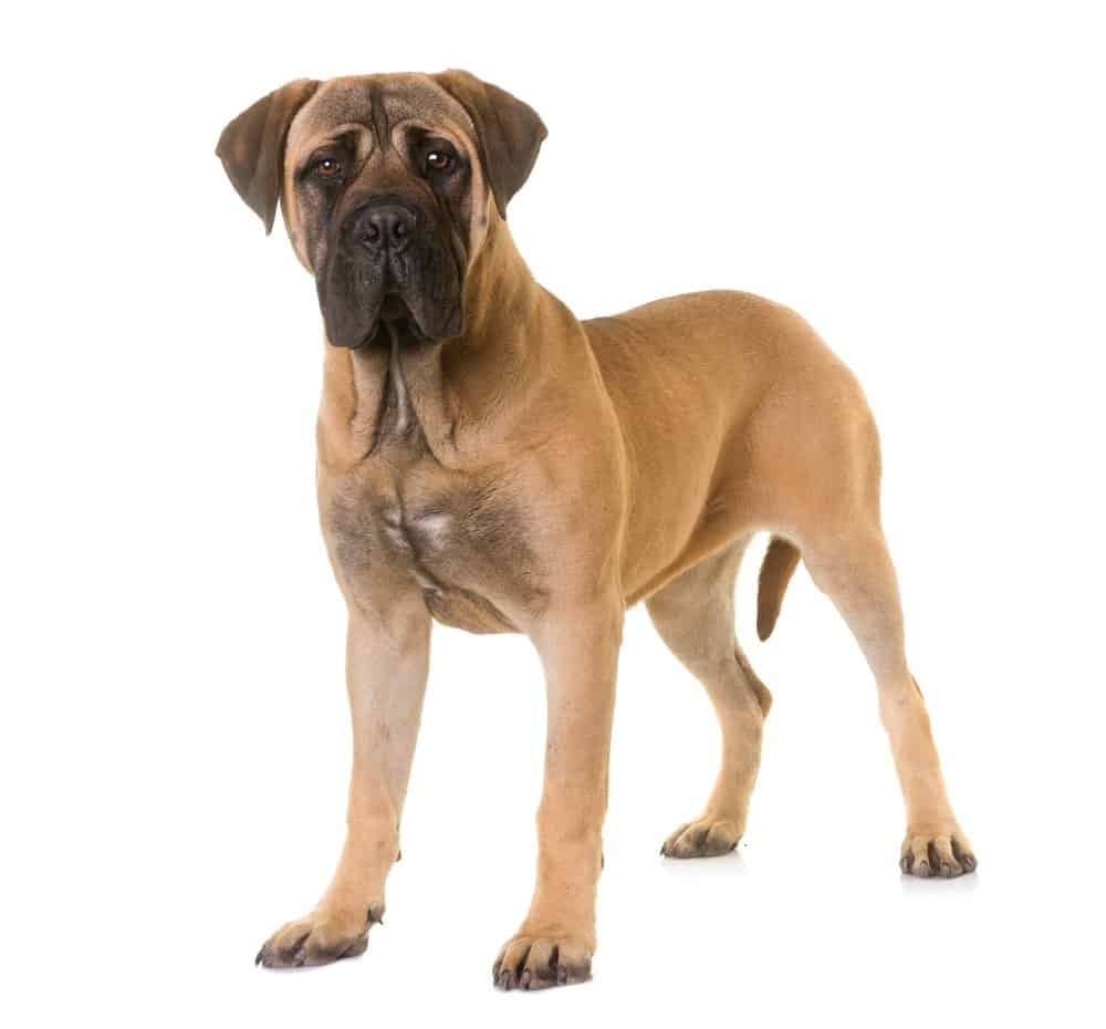 Bullmastiff isolated on a white background