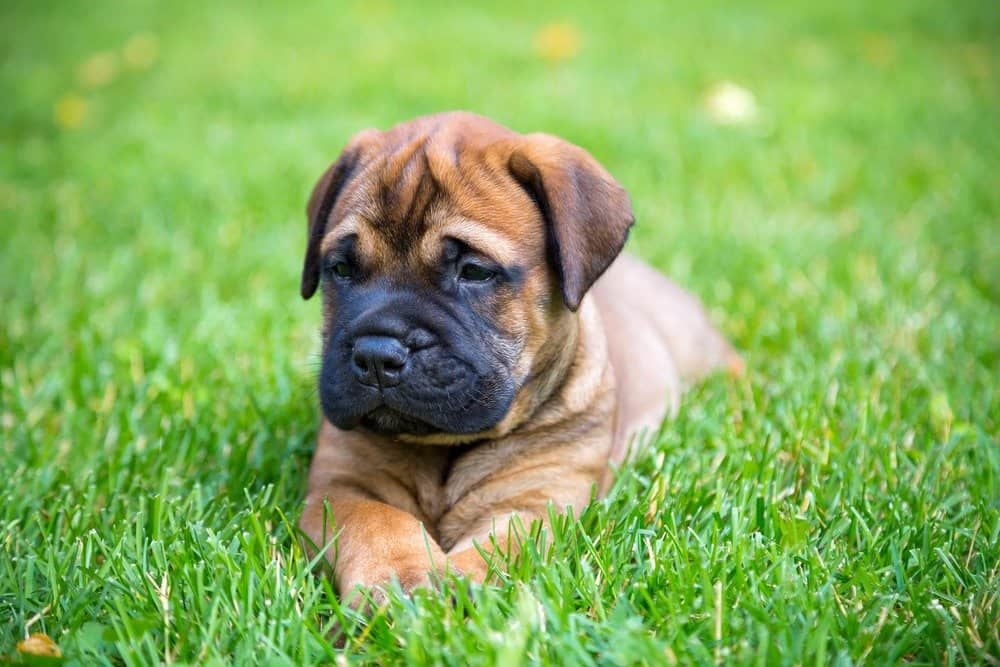 Bullmastiff puppy in the grass