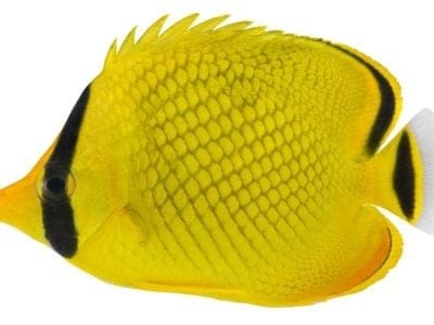 Butterfly Fish Facts | Chaetodontidae | AZ Animals