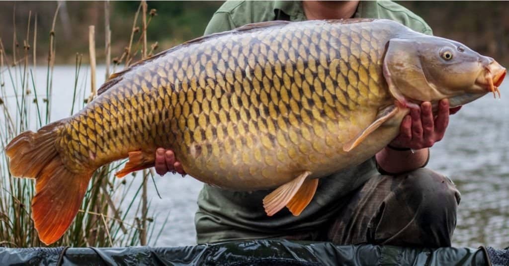 Man holding beautiful big carp