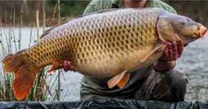 Discover The Largest Carp Picture