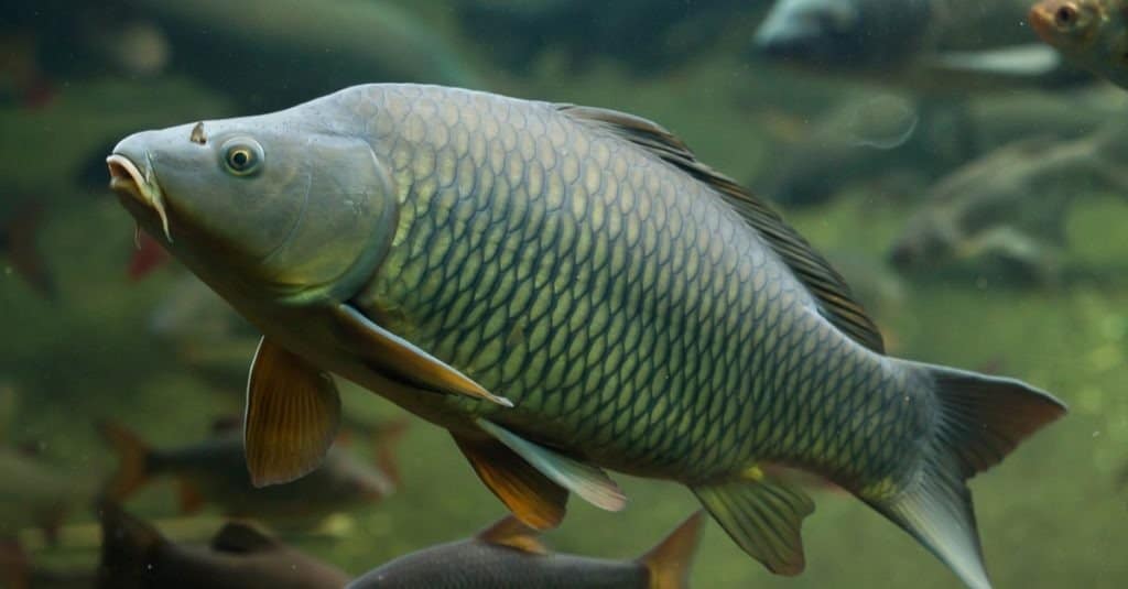 Wild common carp (Cyprinus carpio)