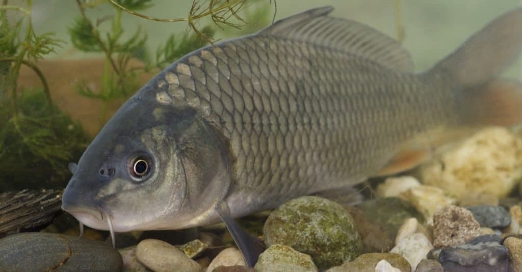 freshwater carp