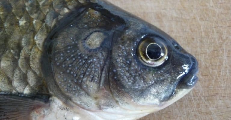 Close-up head of a Prussian carp freshwater fish
