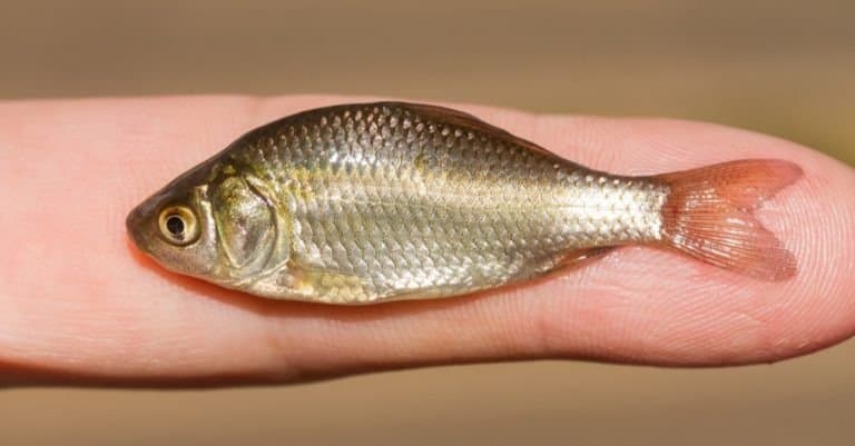 Juvenile carp on man's finger