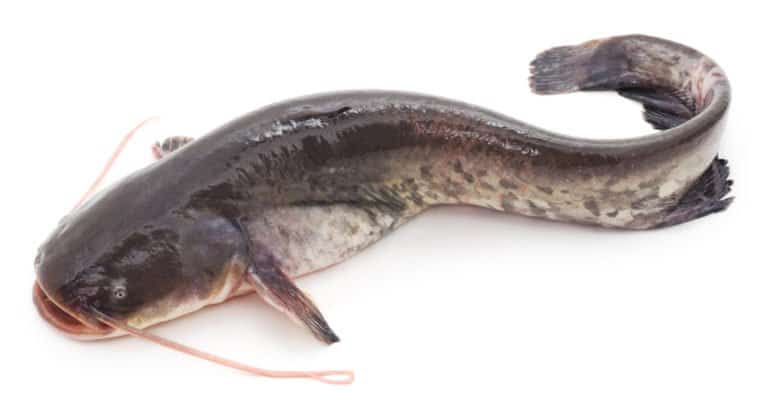 Catfish isolated on a white background