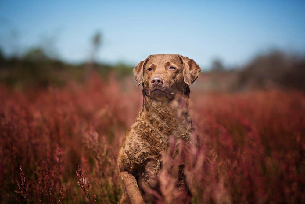 Chesapeake Bay Retriever vs Golden Retriever