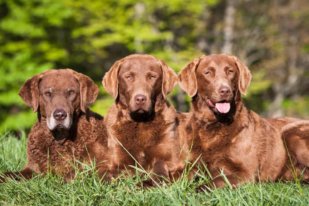 Three Chesapeake Bay retrievers in a grassy setting