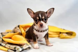 Chihuahua puppy