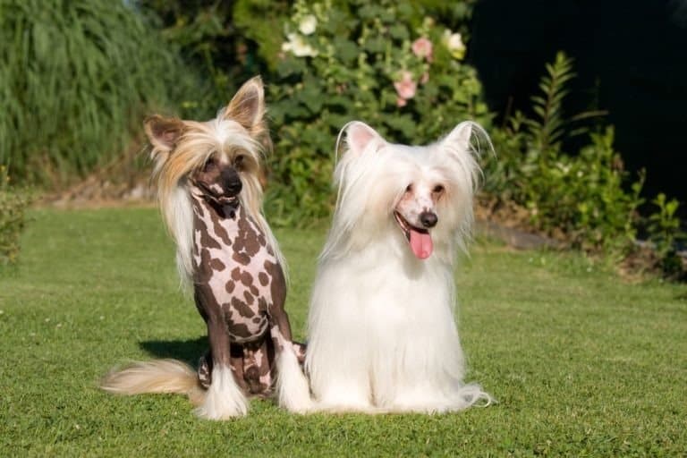 Portrait of two nice Chinese Crested dogs