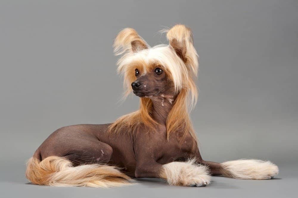 Chinese Crested Dog female lying on grey background.