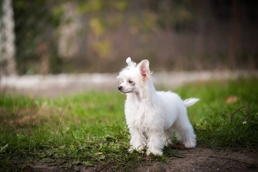 Chinese crested dog, Powderpuff