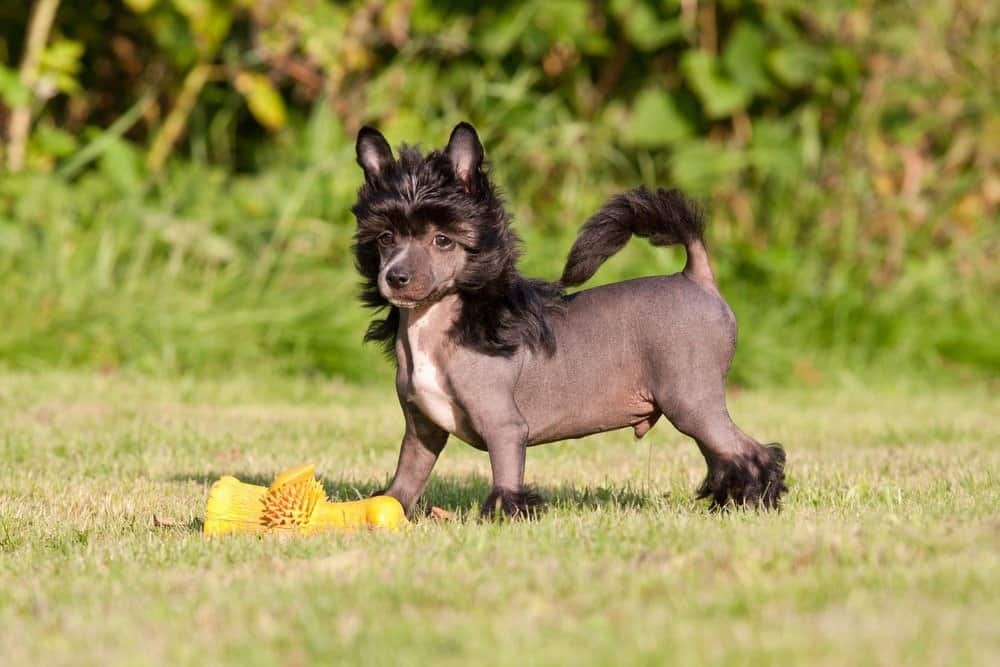 Chinese best sale tufted dog